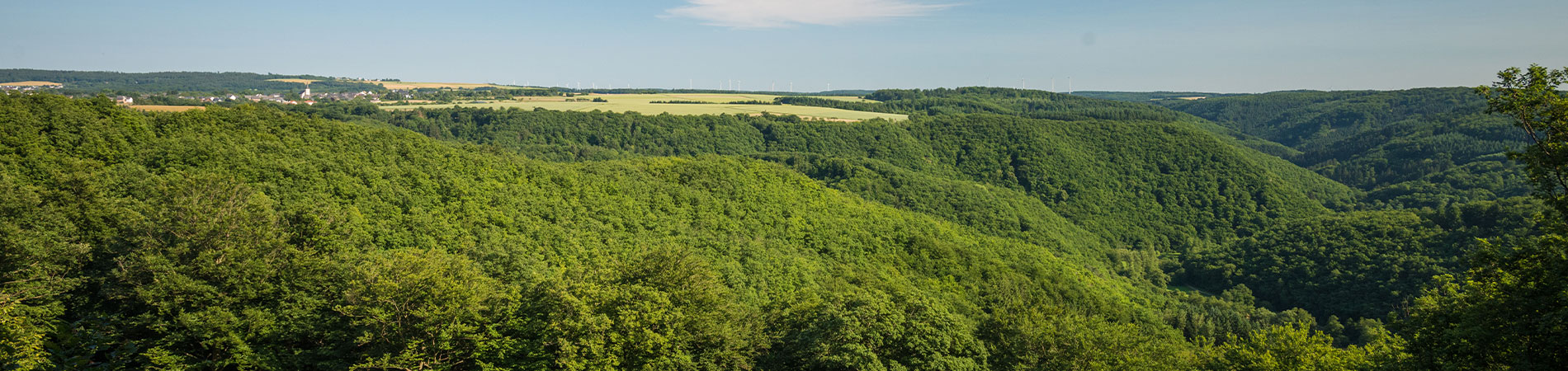 Kopfbild Hunsrück Luftbild von Waldlandschaft